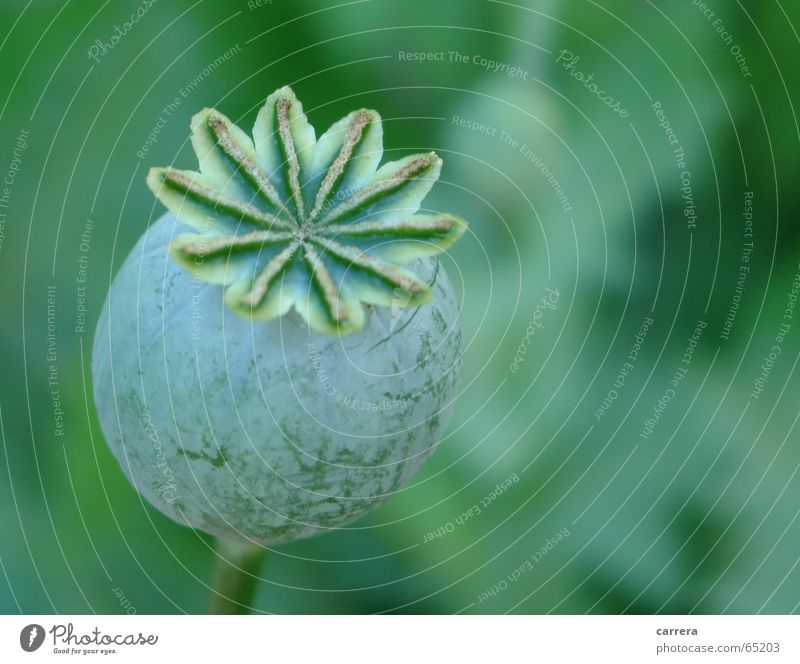 Mohnkapsel Saatgut grün Blume rund geschlossen unreif Wiese Grünfläche Pflanze Makroaufnahme Nahaufnahme Samen Garten garden round