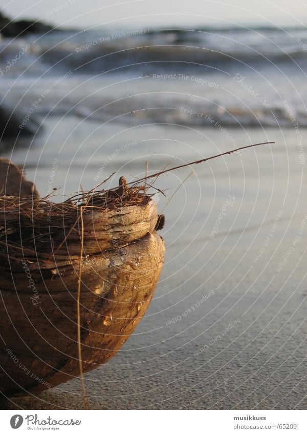 Gestrandet Strand Meer Kokosnuss Sommer Einsamkeit ruhig Erholung Wasser