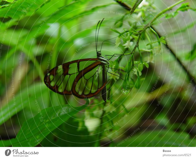 Butterfly Costa Rica Verkehr transparant wings jungle Detailaufnahme Schmetterling