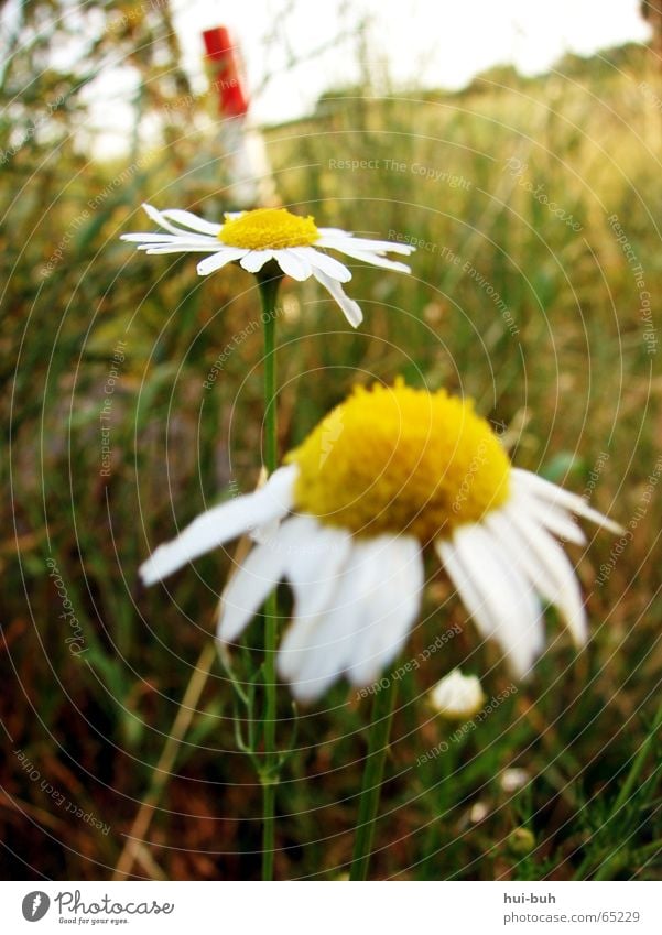 RAUH Blume Gras rot weiß Horizont grün gelb Wiese Stengel Blatt Baum Pfosten Himmel Bodenbelag paarweise