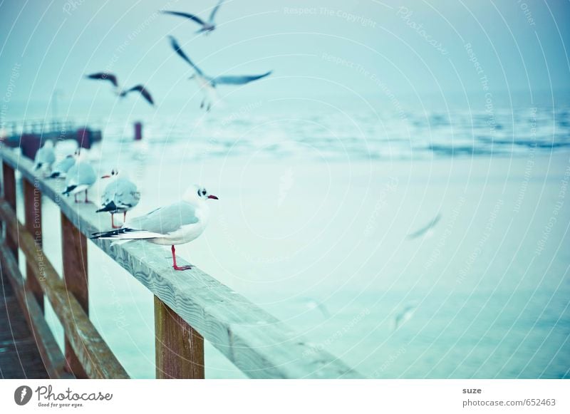 Rüganer Winter Umwelt Natur Tier Urelemente Luft Himmel Horizont Eis Frost Ostsee Meer Wildtier Vogel Flügel Tiergruppe Holz fliegen stehen warten kalt klein