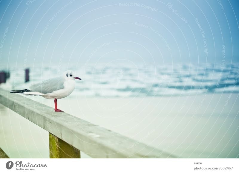 Nu kiek dir ma den Jammalappm an ... ruhig Meer Winter Umwelt Natur Tier Himmel Horizont Küste Ostsee Wildtier Vogel Holz stehen warten kalt klein lustig