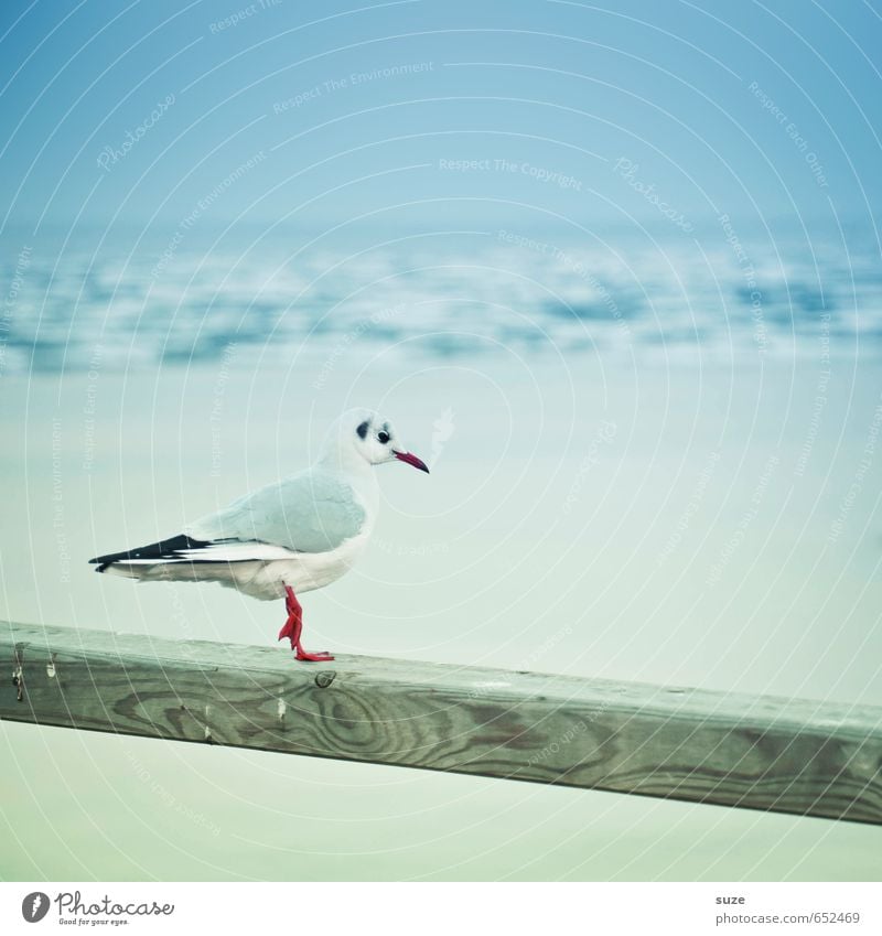 Kalte Füße ruhig Winter Umwelt Natur Tier Himmel Horizont Ostsee Meer Wildtier Vogel 1 Holz stehen warten kalt klein lustig niedlich blau weiß Möwe Möwenvögel