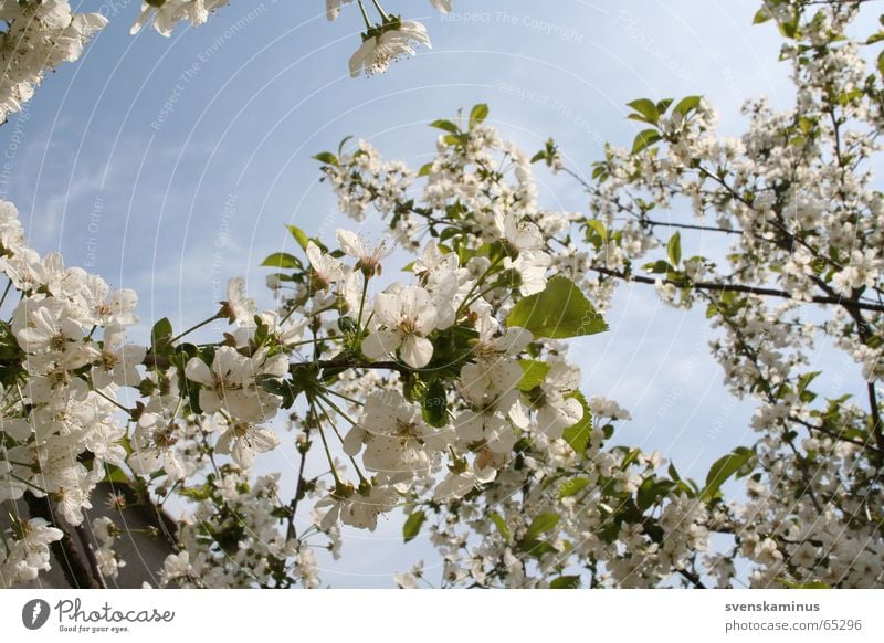 Kirschblüten Kirsche Blüte Baum Himmel