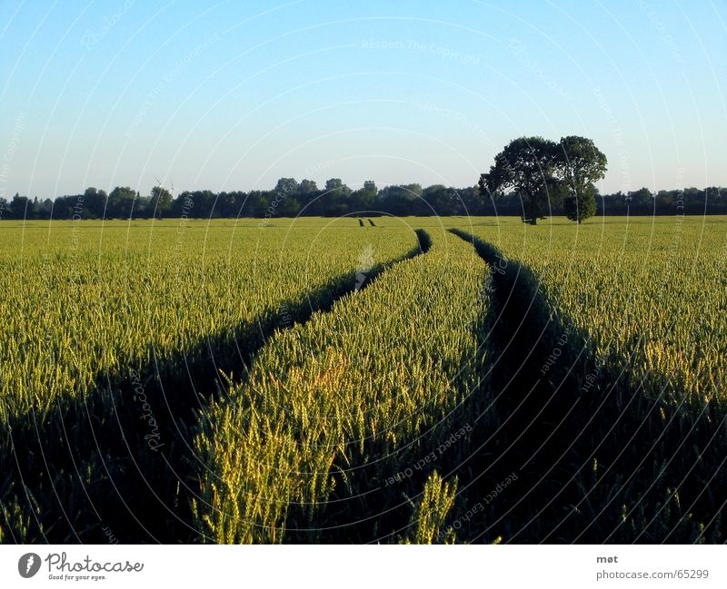 Dieser Weg Horizont Ferne Baum grün Unendlichkeit tief Wege & Pfade Getreide blau Spuren Freiheit Himmel Windkraftanlage Amerika Landschaft Natur