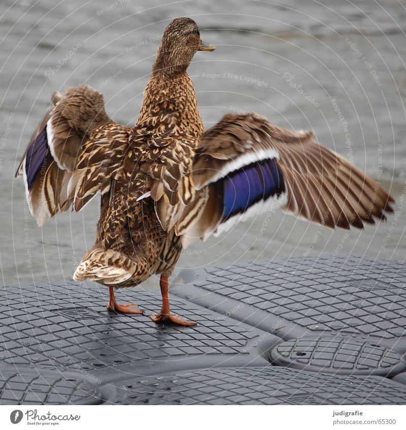 Flügelschlag Vogel Steg Feder braun Stockente Ente Wasser blau