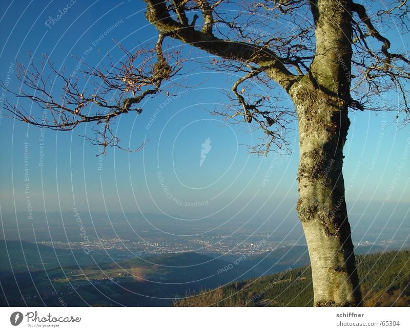 Blick vom Schauinsland auf Freiburg Aussicht Ferne Rheinebene Baden-Württemberg bizarr Winter laublos Baum Wintersonne Abendsonne Schwarzwald überblicken