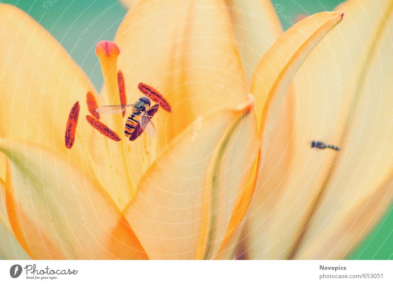 Lilium II Natur Pflanze Tier Blume Blüte Wildtier Fliege Flügel 2 gelb grün rot Lilien Insekt Schwebfliege Gartenpflanzen orange zart Blumenbild planen flower