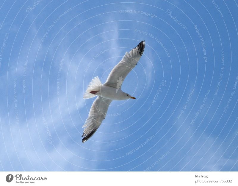 Bye bye, Sommer Möwe Silhouette Flügel Küste Ferien & Urlaub & Reisen Meer Himmel Neugier schön Vogel frei Freiheit Wind Profil fliegen blau Feder Lachmöwe sky