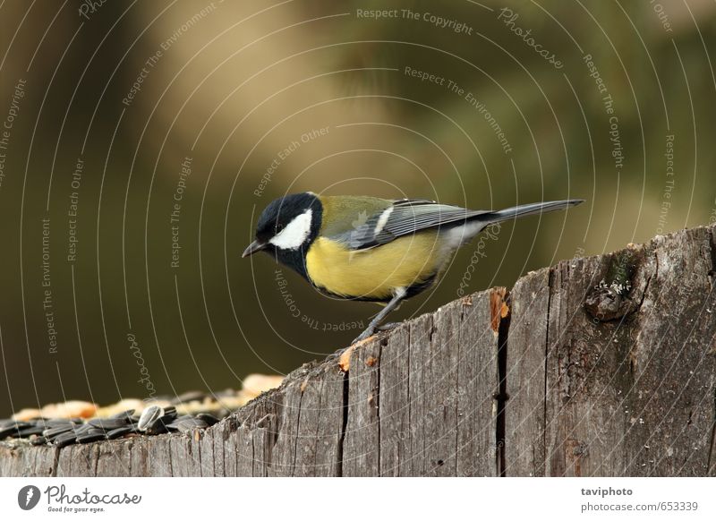 Kohlmeise auf einem Stumpf mit Samen Essen schön Winter Garten Umwelt Natur Landschaft Tier Vogel füttern klein niedlich wild gelb weiß Appetit & Hunger