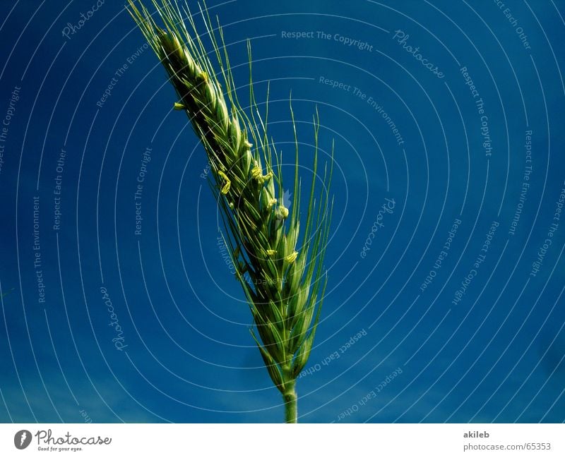 Wenn ich mal groß bin ... Feld Roggen Sommer gelb grün ruhig Landwirtschaft Erholung krumm Hoffnung Himmel Getreide Korn blau enstspannung Wind Wetter sky