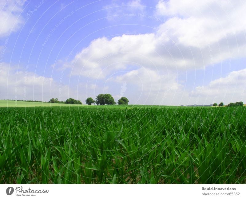 heranwachsendes Maisfeld Horizont Wolken Wuppertal Baum grün Himmel