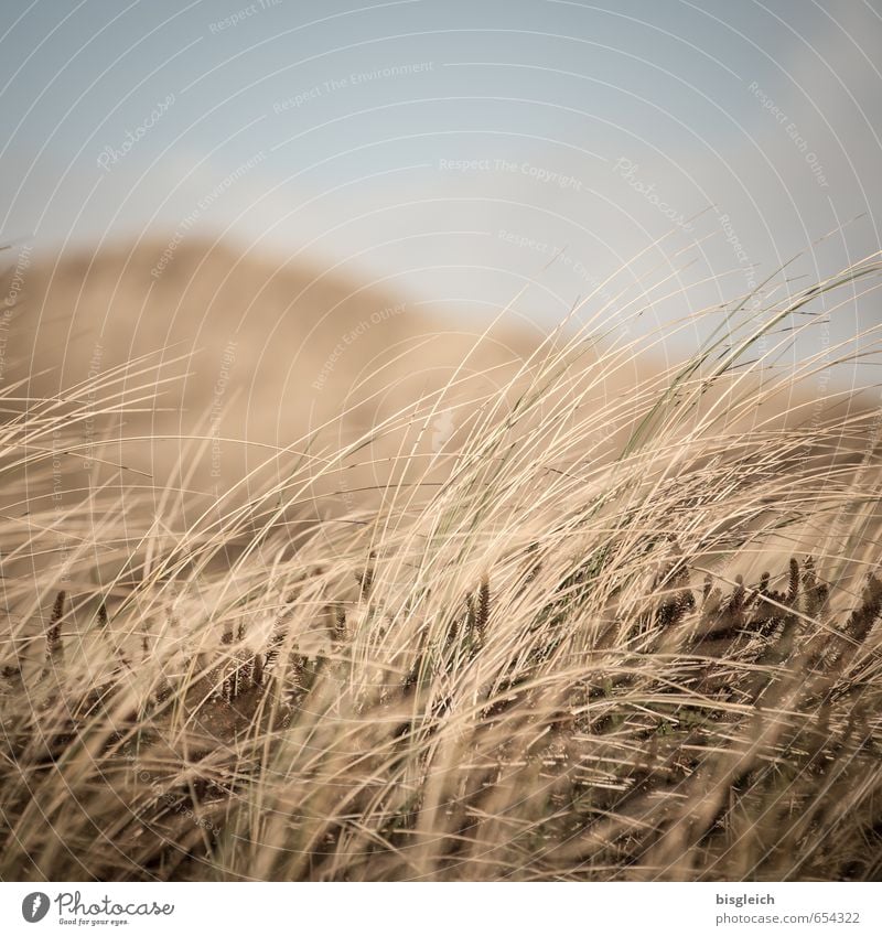 Sylt IV Pflanze Gras Dünengras Nordsee Meer Deutschland Europa blau braun Wachstum Farbfoto Außenaufnahme Menschenleer Textfreiraum oben Tag