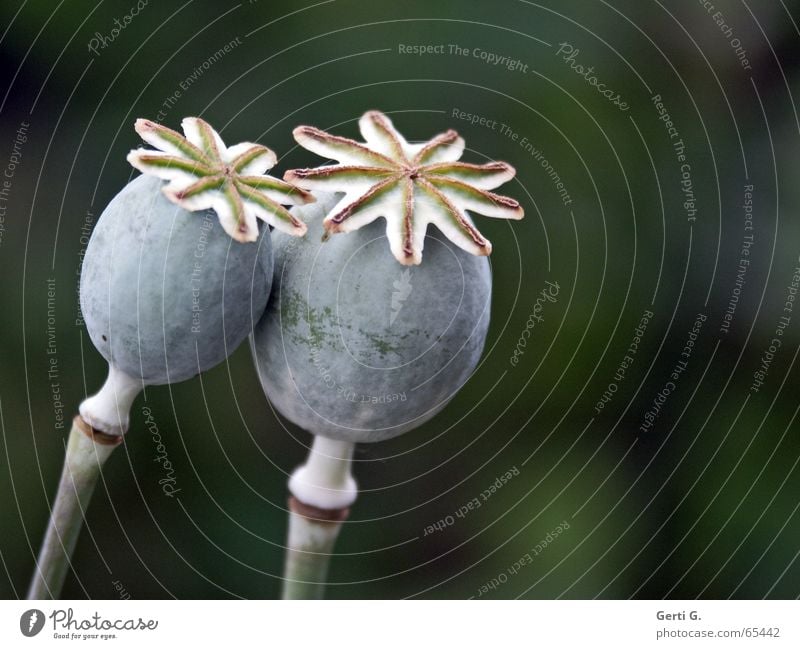 lean on anlehnungsbedürftig 2 Küssen Liebe Mohnkapsel grau grün Zusammensein Stengel Stern (Symbol) Samen Schlafmohn dos you and me Schaukel lächel mohnkapseln