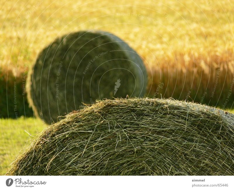 Strohballen Sommer Feld Wiese Bündel gelb grün 2 Tiefenschärfe