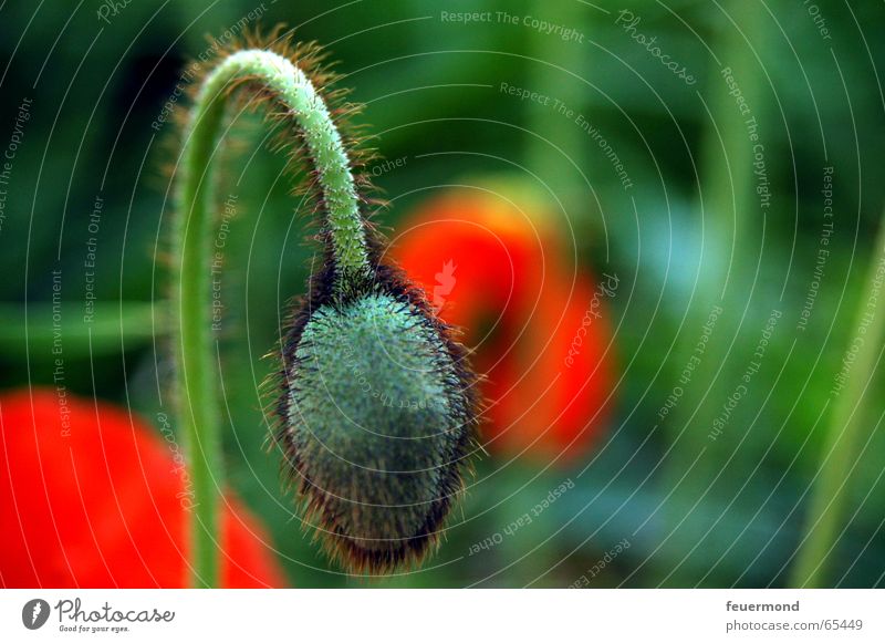 nod one's head Mohn Blüte Pflanze Blume grün rot Sommer Garten Samen Blütenknospen poppy seed garden bloom blossom red