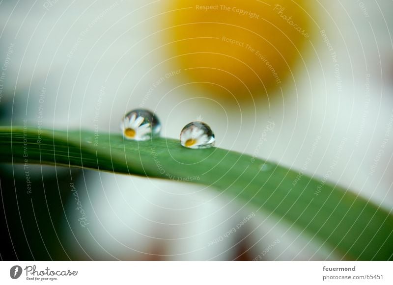 Naturlupe Gänseblümchen Blüte Sommer gelb grün Reflexion & Spiegelung Wassertropfen margarite Lupe Sonne Margerite