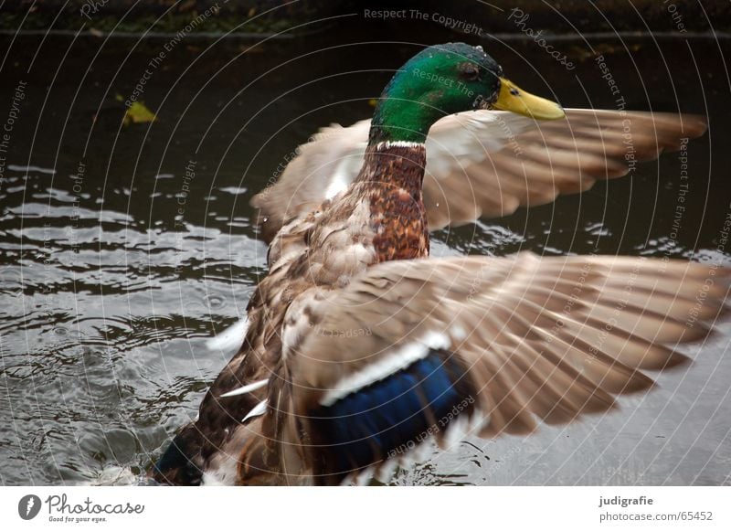 Morgenwäsche Vogel Stockente Wäsche Feder mehrfarbig Teich flattern Erpel wasser see Ente Beginn