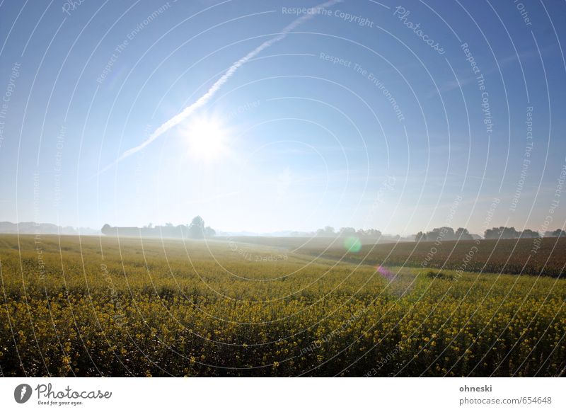 Surensiek Landschaft Wolkenloser Himmel Sonnenaufgang Sonnenuntergang Sonnenlicht Frühling Schönes Wetter Rapsfeld Feld Zufriedenheit Lebensfreude