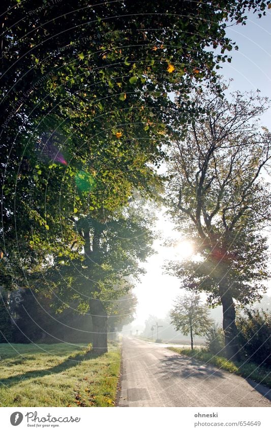 Sonnenallee Natur Landschaft Sonnenaufgang Sonnenuntergang Sonnenlicht Frühling Schönes Wetter Baum Wiese Straße Wege & Pfade Allee hell Frühlingsgefühle Glück