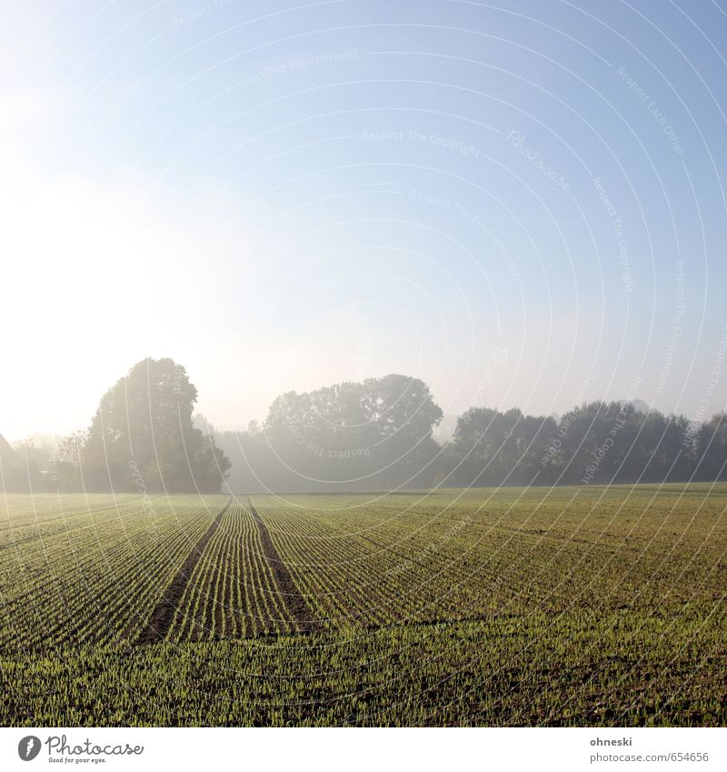 Kulturlandschaft Landwirtschaft Forstwirtschaft Natur Landschaft Urelemente Erde Sonnenaufgang Sonnenuntergang Sonnenlicht Schönes Wetter Nebel Baum Feld ruhig