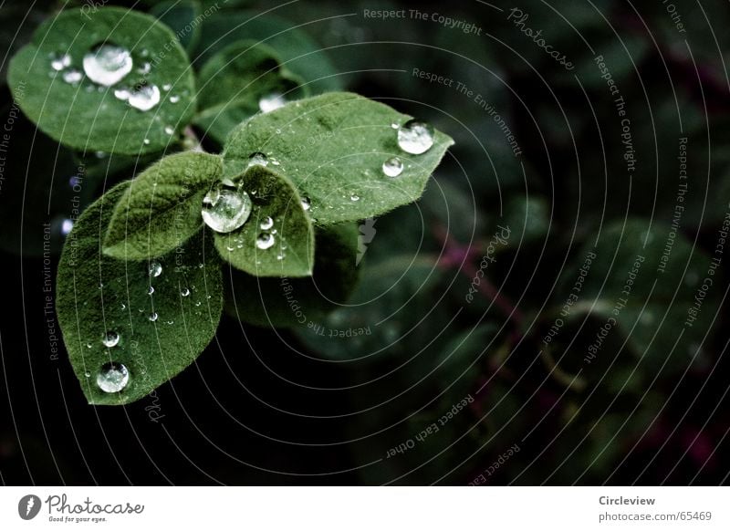 Sie sagten Trauer sei unnötig Pflanze nass grün Stimmung Gefühle Blatt Natur Verzweiflung Herbst beads Wasser Wassertropfen glänzend Regen Seil Traurigkeit