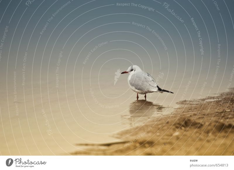 Maultasche in Brühe ruhig Strand Meer Natur Tier Sand Wasser Küste Ostsee Wildtier Vogel 1 stehen warten klein nass natürlich Neugier niedlich trist Trauer