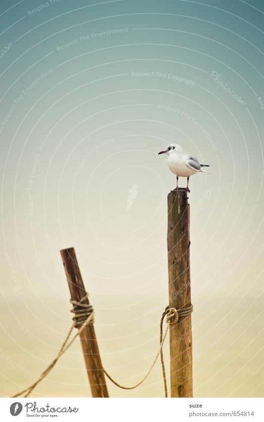 Pfahlhocker ruhig Strand Meer Umwelt Natur Tier Urelemente Luft Wasser Himmel Klima Wetter Küste Ostsee Wildtier Vogel 1 sitzen warten authentisch einfach