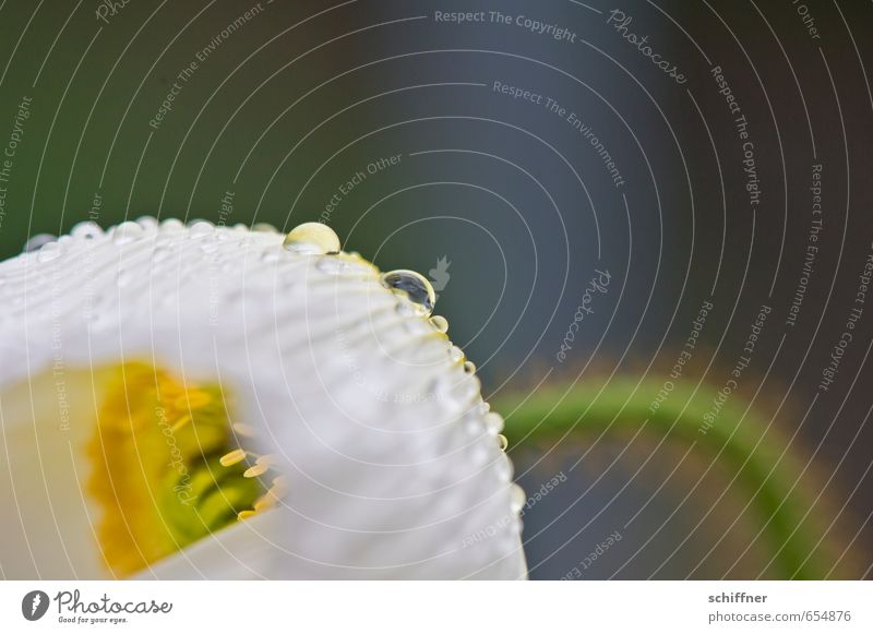 Halbe Sachen | auf den Tropfen kommt's an! Pflanze Frühling Regen Blume Garten nass gelb grün weiß Blütenknospen Blütenpflanze Blütenstempel Blütenkelch