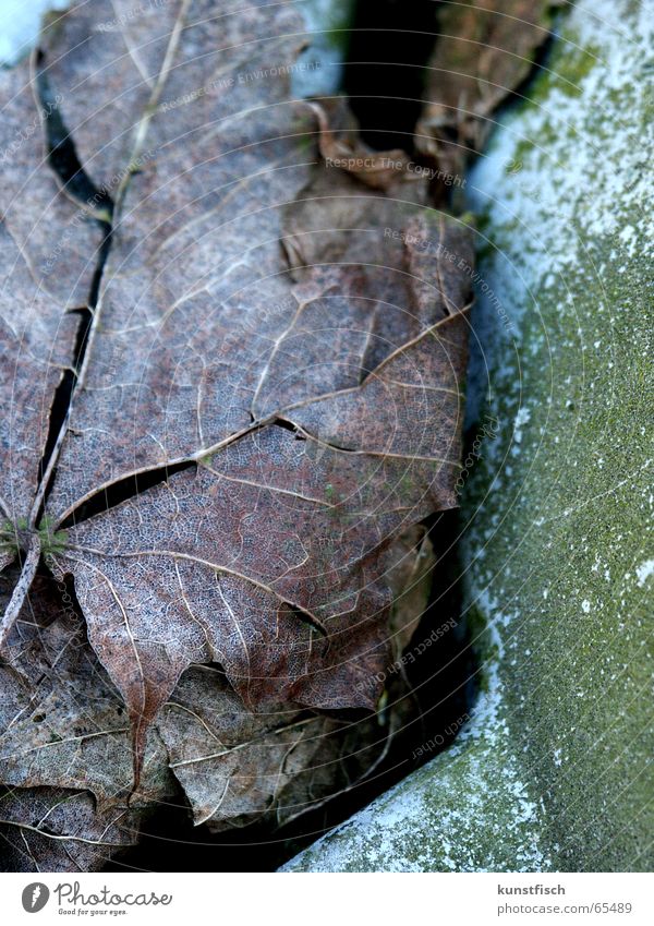 Das Leben ist aus meinen Adern gewichen Blatt Stengel getrocknet Blattadern zerbrechlich braun Baum Herbst Jahreszeiten kalt frisch Wind Kofferraum Ablage