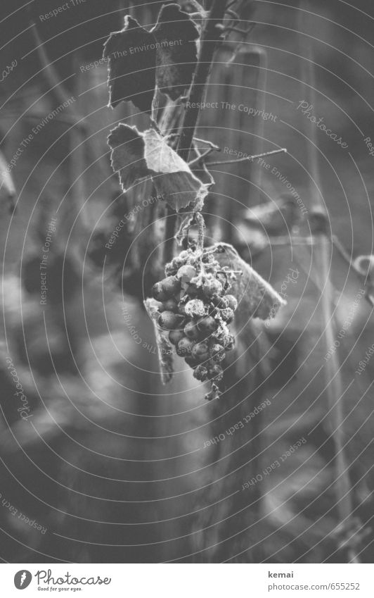 Winterwein Lebensmittel Frucht Umwelt Natur Eis Frost Pflanze Blatt Nutzpflanze Wein Weintrauben hängen Wachstum dunkel kalt gefroren Schwarzweißfoto