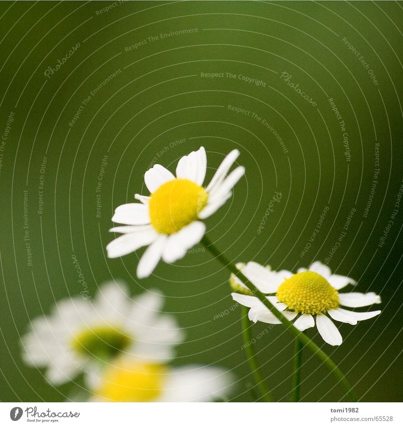 Sommertag Gänseblümchen Gras Wiese klein fein süß Mitte Top Blume highnoon Natur Leben Erde