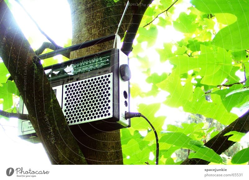 music tree Sommer Sonne schrecklich rein Musikkassette Kassettenrekorder Baum Blatt grün old-school Sender Antenne Licht Sonnenstrahlen zieh mir Radio Ast