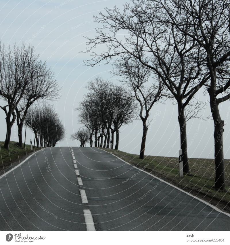 am Ende der Straße Winter Herbst schlechtes Wetter Regen Pflanze Baum Gras Wiese Feld Verkehrswege Straßenverkehr Autofahren Wege & Pfade