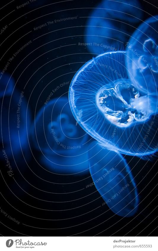 Optisch top – haptisch flop Natur Tier Meer Qualle Tiergruppe Schwarm ästhetisch außergewöhnlich bedrohlich kalt Klischee Meerestier blau Lebewesen Ekel