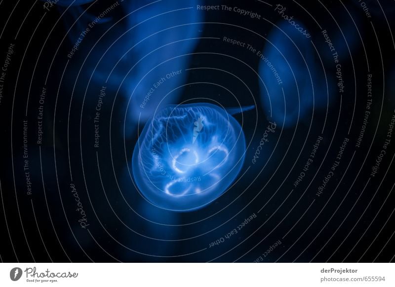 Quallenkleeblatt Umwelt Natur Tier Urelemente Wasser Winter Klima Bucht Fjord Nordsee Ostsee Meer Tiergruppe hässlich trendy klein Originalität blau schwarz