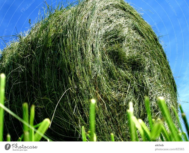 Grashüpfer-Perspektive Stroh Feld Strohballen Sommer ruhig Landwirtschaft Wiese Heuballen grün gelb Wolken rund Erholung Froschperspektive Himmel Wärme blau