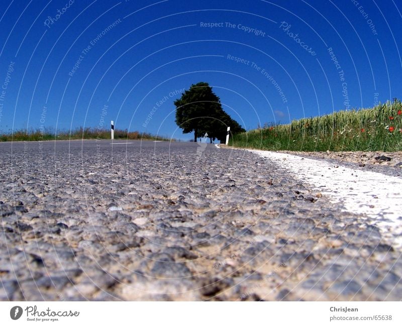 Ameisenperspektive Feld Baum Fahrbahn Streifen Schlagloch Seitenstreifen Asymmetrie Hintergrundbild Schilder & Markierungen road Straße schlgloch Makroaufnahme