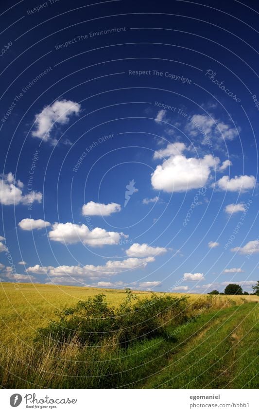 Ein Weg am Kornfeld Wolken Feld Wiese Sommer Himmel Wege & Pfade Getreide Natur