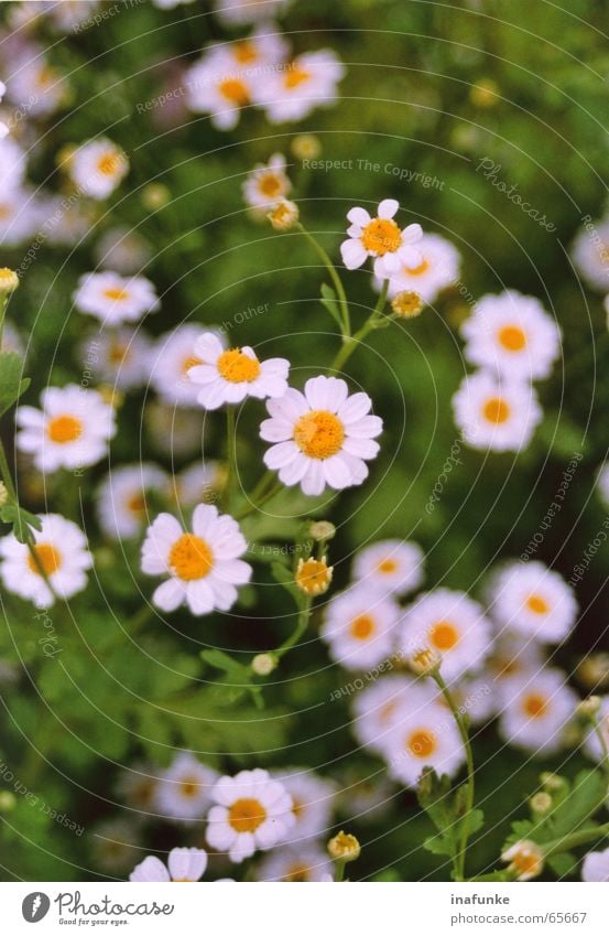 kleine weisse Blume Pflanze weiß gelb grün Botanik Unschärfe Natur