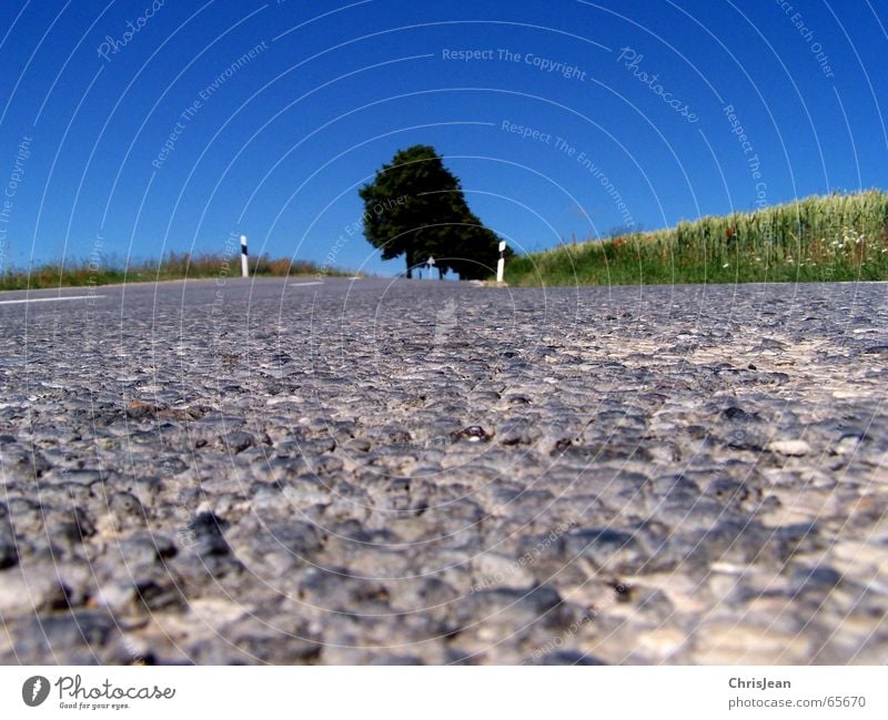 Ameisenperspektive 2 Feld Baum Fahrbahn Streifen Schlagloch Seitenstreifen Asymmetrie Hintergrundbild Schilder & Markierungen road Straße schlgloch