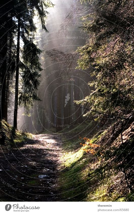 dunkler Wald nach Regenschauer Licht Sonnenstrahlen Baum wandern Wege & Pfade