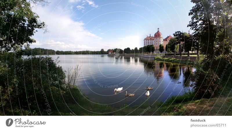 Schwäne zu Moritzburg Park Schwan Reflexion & Spiegelung Sachsen grün Baum Wald Jagdschloss Moritzburg Burg oder Schloss Wasser blau