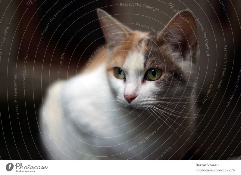 ^^ Katze Tiergesicht 1 braun grau schwarz weiß ruhig sitzen Schnurrhaar schön Wachsamkeit Schatten warten Stadtzentrum Haustier Farbfoto Außenaufnahme