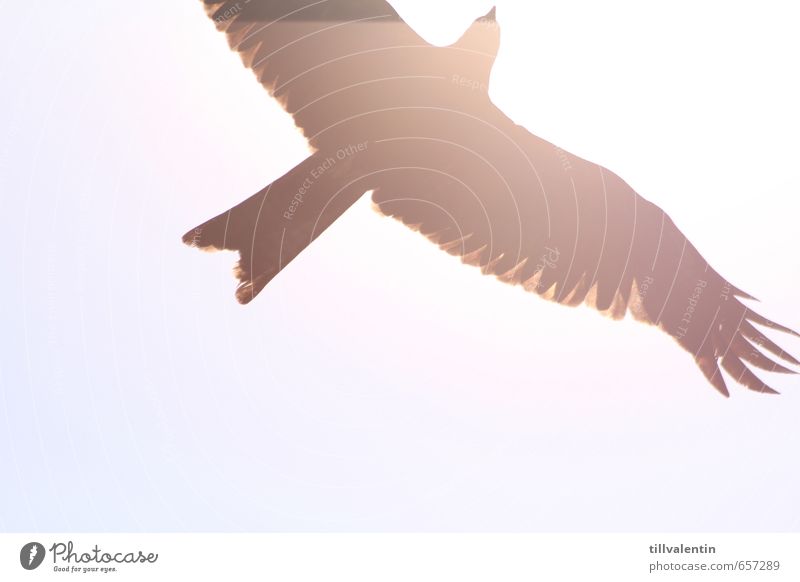 Hell erleuchtet II Tier Wildtier Vogel Greifvogel 1 heiß hell blau weiß Gedeckte Farben Außenaufnahme Detailaufnahme Experiment Menschenleer Hintergrund neutral