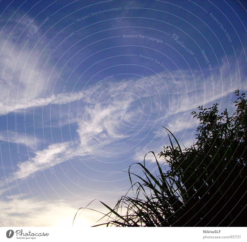 Fernweh Wolken Gras Schatten Ferne Außenaufnahme Froschperspektive Himmel wolkenbedeckt