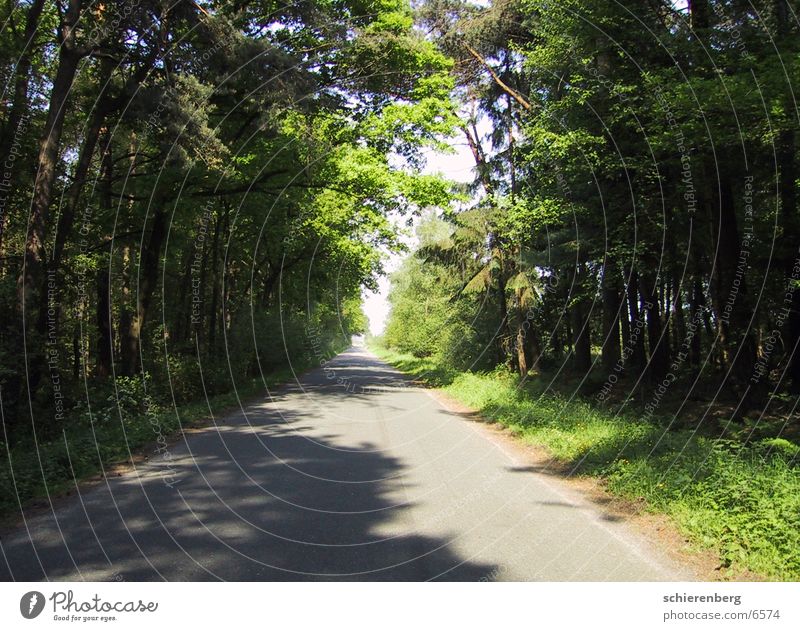 Greenstreet Baum Licht grün Straße Wege & Pfade Schatten