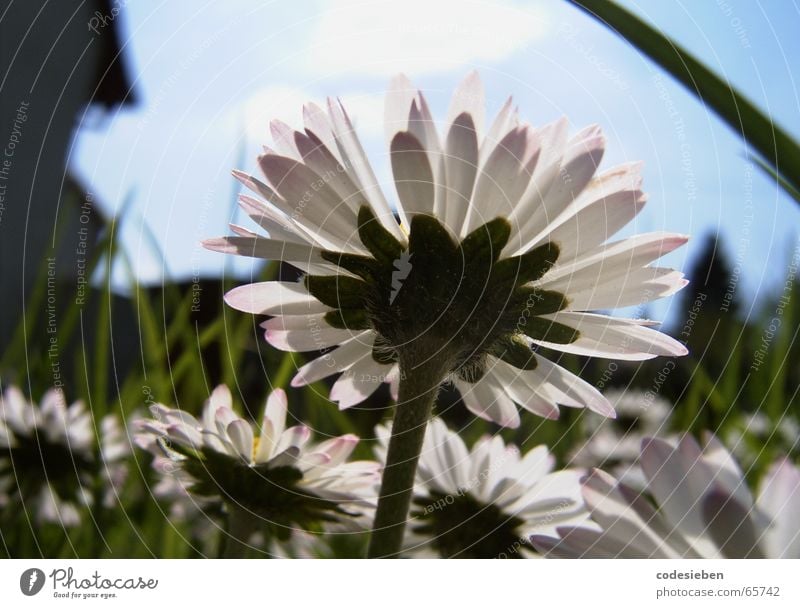 Ich bin ein Gänseblümchen Wiese grün saftig Gras lang Sommer heiß Haus Unschärfe Gans Blume dem gänseblümchen seine freunde Himmel blau Sonne unklar