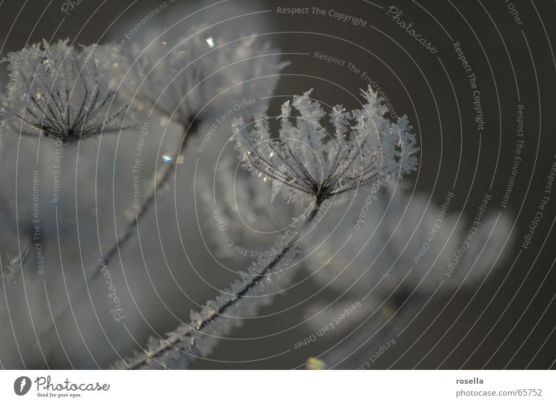 Eisblümchen Eisblumen Schneekristall kalt gefroren zart Eiskristall Winterstimmung Kristallstrukturen Frost erstarrt