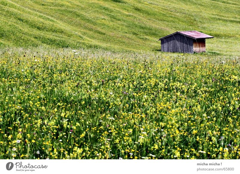 Sommer-Wiesen-Hütte Allgäu Einsamkeit ruhig grün gelb Berghang Holz